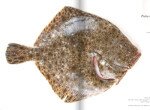 seafoodpedia