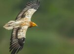 egyptian vulture