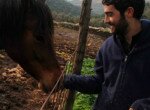 wwoof cheval - home